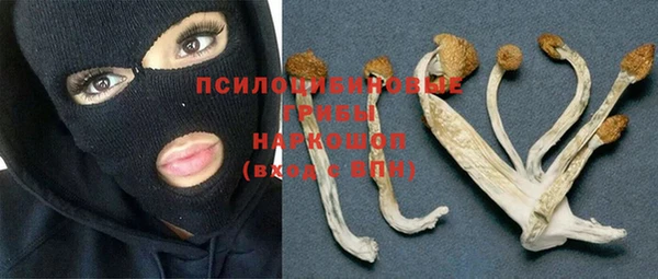индика Бородино